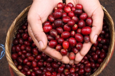 Cafea Costa Rica Don Chico Cafea Costa Rica Don Chico
