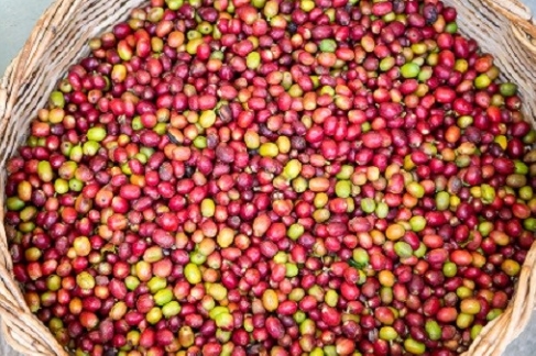 Cafea Ethiopia Sidamo
