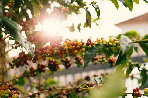 Cafea El Salvador