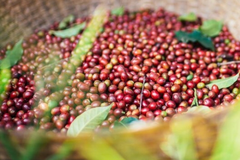 Cafea Yemen Mocha Matari