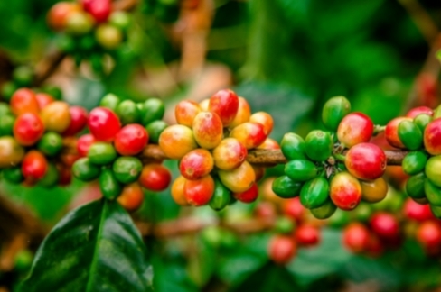 Cafea Ethiopia Djimmah 250g