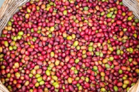 Cafea Ethiopia Sidamo 250g Cafea Ethiopia Sidamo 250g