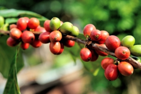 Cafea Indonesia Mandheling 250 gr